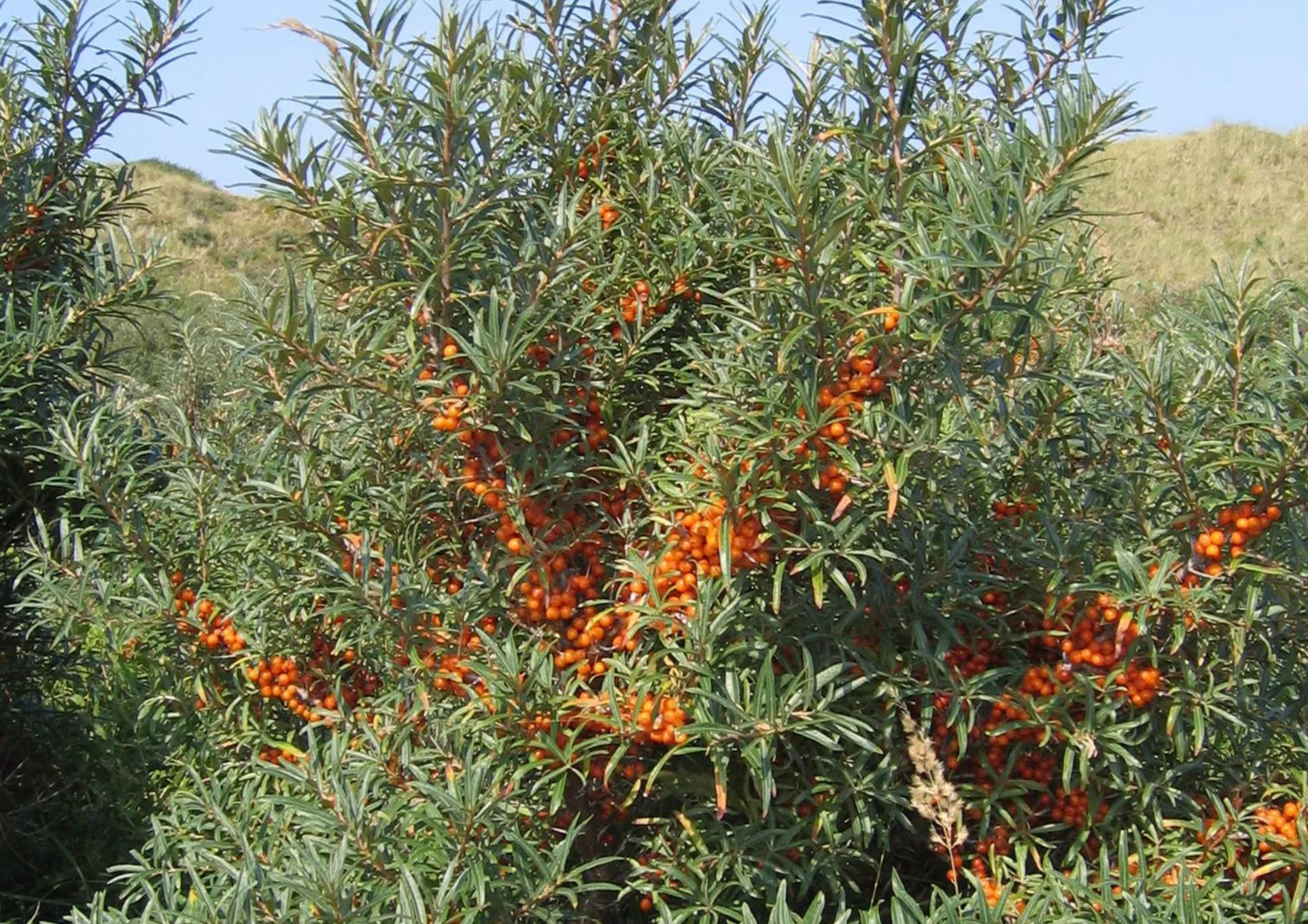 Seabuckthorn Seed Oil