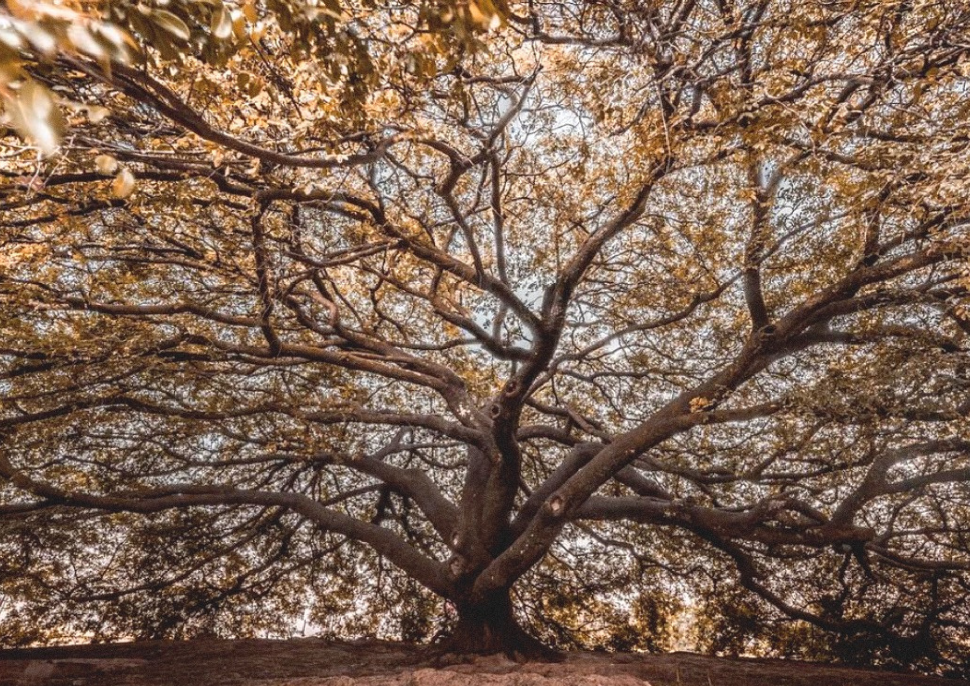 Copaiba tree, the source of sustainable skin-healing oleoresin.