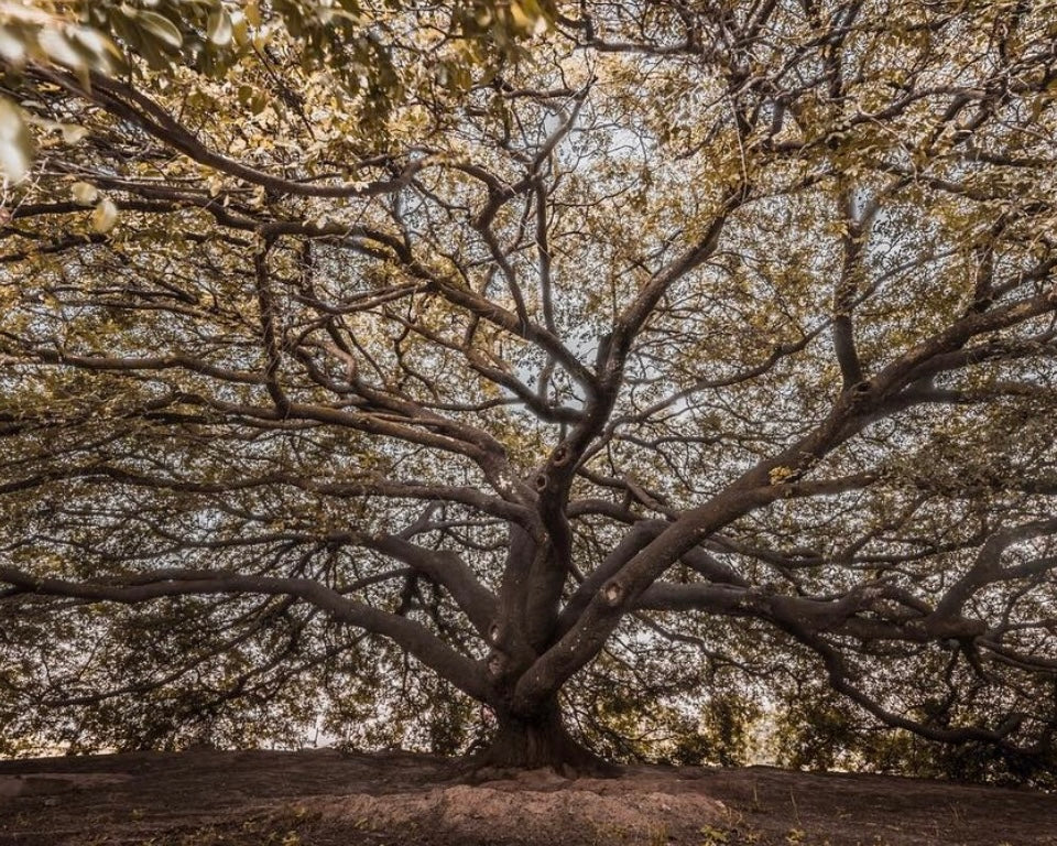 Copaiba tree, the source of sustainable skin-healing oleoresin.